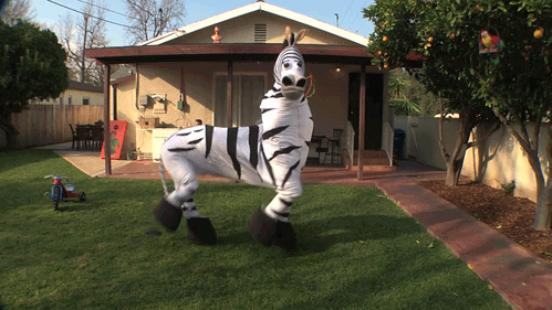 Zebra dance